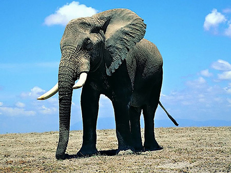 elephant3