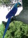 KM-Hyacinth-macaw